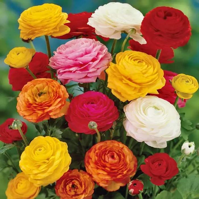 Ranunculus Rainbow Bulb Mix de Jager